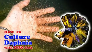 How to Culture Daphnia with ZERO Cost  Unlimited Live Food For Our Fish [upl. by Cavanagh796]