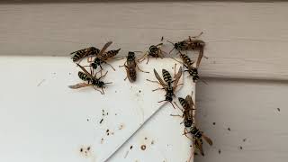 How To Kill Paper Wasp Using Delta Dust [upl. by Myo850]