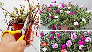 5 URGENT Things To Do On Portulaca NOW For HEAVY Flowering [upl. by Petite840]