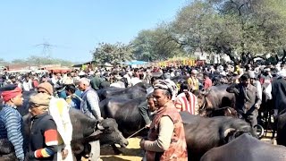 PASHU Mela  रुई भोगांव मैनपुरी पशु बाजार  rui Pashu Mandi  part 2  Murrah buffalo [upl. by Nerrawed810]