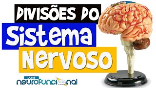 Neuroanatomia  Divisões do Sistema Nervoso Aula Completa [upl. by Bara]