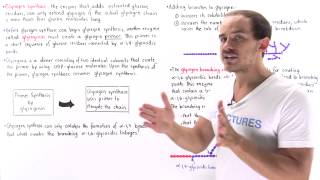 Synthesis of Glycogen [upl. by Hameean]