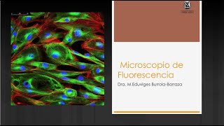 11 Microscopio de Fluorescencia [upl. by Hploda]