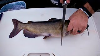 How to Fillet Clean a Catfish [upl. by Tavy313]