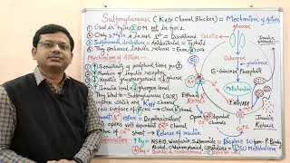 Diabetes Mellitus Part10 Mechanism of Action of Sulfonylurease  Antidiabetic Drugs  Diabetes [upl. by Icyak754]