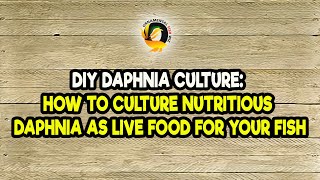 DIY Daphnia Culture How to Culture Nutritious Daphnia as Live Food for Your Fish [upl. by Aggie]