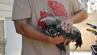 How to stop a rooster from crowing  the No Crow Velcro Collar [upl. by Crudden]