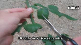 Kako razmnožavati ruže reznicama  How To Grow Roses From Cuttings [upl. by Eillib542]