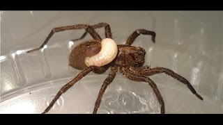 Wolf spider devoured by wasp larva [upl. by Robi634]