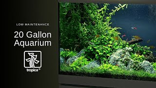 Low Maintenance Aquascape  20 Gallon Planted Aquarium [upl. by Matazzoni919]