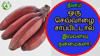 தினம் ஒரு செவ்வாழை சாப்பிட்டால் benefits of red banana in tamil [upl. by Amo905]