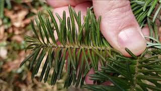 How to Identify Fir Trees [upl. by Anawahs]