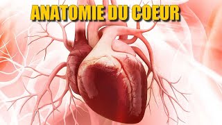 ANATOMIE DU COEUR 1  Animation 2D [upl. by Aenyl27]