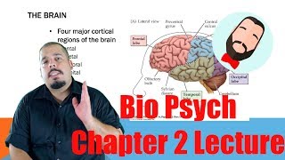 Biological Psychology Chapter 2 Lecture [upl. by Epillihp]