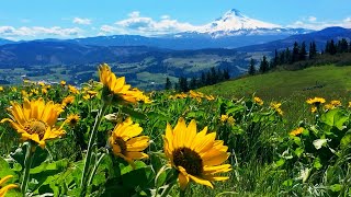 Relaxing Meadow with Ambient Nature Sounds Wildflowers and Mountain View  8 Hours [upl. by Ahseikal926]