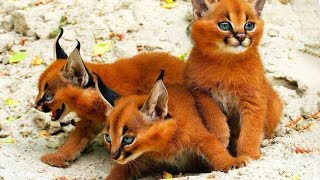 10 rarest cat breeds [upl. by Heath]