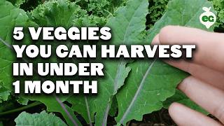 5 Fast Growing Veggies You Can Harvest in Under 1 Month [upl. by Skip777]