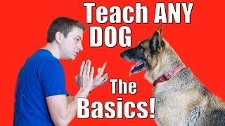 Dog Training 101 How to Train ANY DOG the Basics [upl. by Okihcim]