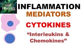 INFLAMMATION Part 6 Chemical Mediators CYTOKINES Interleukins amp Chemokines [upl. by Burnight]