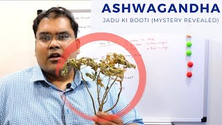 Ashwagandha Correct Use Hindi  अश्वगंधा का सही उपयोग [upl. by Tosch]