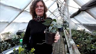 Ilex potting on and propagating [upl. by Yeroc]