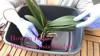 Repotting a Phalaenopsis Orchid  Beginner Care Tips [upl. by Weisbrodt]