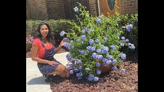 Growing Plumbago in Clay Pot [upl. by Golub932]