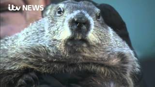 Groundhog Day Punxsutawney Phil predicts an early spring [upl. by Yelich]