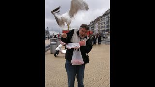 Seagulls Attack and its Hilarious [upl. by Aivizt]