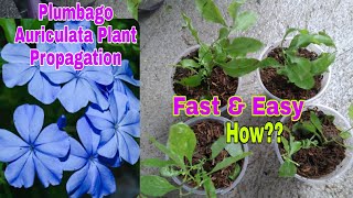 How to propagate Plumbago Auriculata from cuttings [upl. by Keeton]