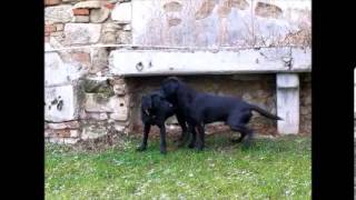 Labrador Retriever Fanworts Bill Robin und Roume vom Kastell Stegraifepach Muffin [upl. by Tuchman]