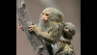 Pygmy Marmosets in the Wild [upl. by Newg]