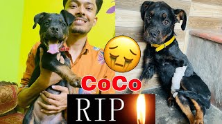 Rip Coco Is No More😭😭  Miss U Coco ReviewReloaded [upl. by Rozalin186]