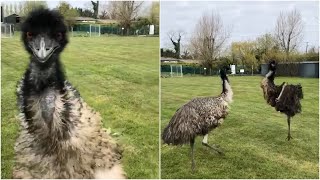 Excitable Emu starts running around her field after being filmed  Emu Zoomies [upl. by Laerol214]