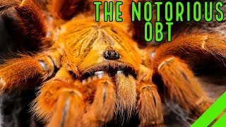 Orange Baboon Tarantula OBT Pterinochilus murinus Care amp Husbandry [upl. by Erde]