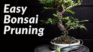 FAST amp EASY Pruning Bonsai Trees for Beginners  How to Prune a Chinese Elm Bonsai Tree [upl. by Ilona649]