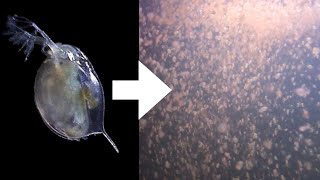 How I Culture Daphnia [upl. by Yesnik]