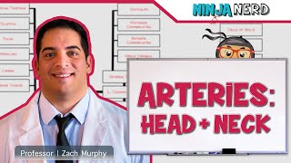 Circulatory System  Arteries of the Head amp Neck  Flow Chart [upl. by Kono]