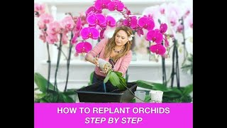 ORCHID CARE 🍃REPOTTING ORCHIDS REPLANTING ORCHIDS 🌿 Shirley Bovshow [upl. by Youngman807]