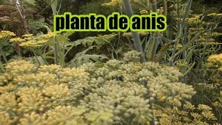 ANÍS  PLANTA DE ANÍS [upl. by Filmer]