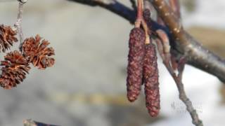 Catkins No Those Arent Cones on Your Cottonwood Tree [upl. by Aramo]