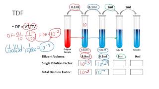 Determining the Total Dilution Factor [upl. by Leoy87]