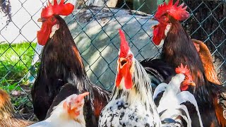 Rooster Crowing Compilation 2020  Plus Chicken Sounds and Noises in the Morning [upl. by Zollie]