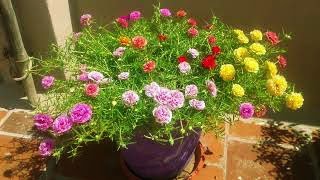 How to grow Portulaca Grandiflora from cuttings 130 COLOR CUTTINGS AVAILABLE [upl. by Bolte94]