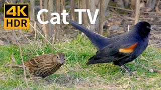 Cat TV 2020 8 Hours  Birds for Cats to Watch Relax Your Pets Beautiful Birds Squirrels [upl. by Malek]