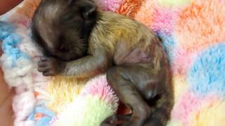 Newborn Baby Marmoset Monkey 1 Day Old Mono Marmoset Recien Nacido Bebe [upl. by Shoifet]