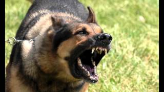 Download Large Dog Growling Sounds Effects MP3 [upl. by Notaek]