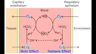 Haldane Effect amp Bohr Effect  Co2 Transport [upl. by Knudson]