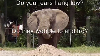 do your ears hang low lyrics [upl. by Baal535]