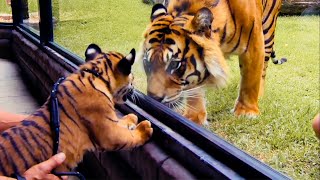 Top 5 Tiger Moments  BBC Earth [upl. by Jacobah939]